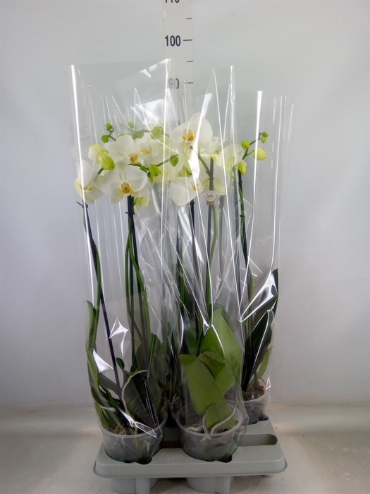 <h4>Phalaenopsis   ...white</h4>