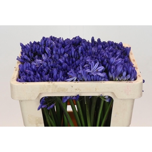 Agapanthus EYFORI Blue