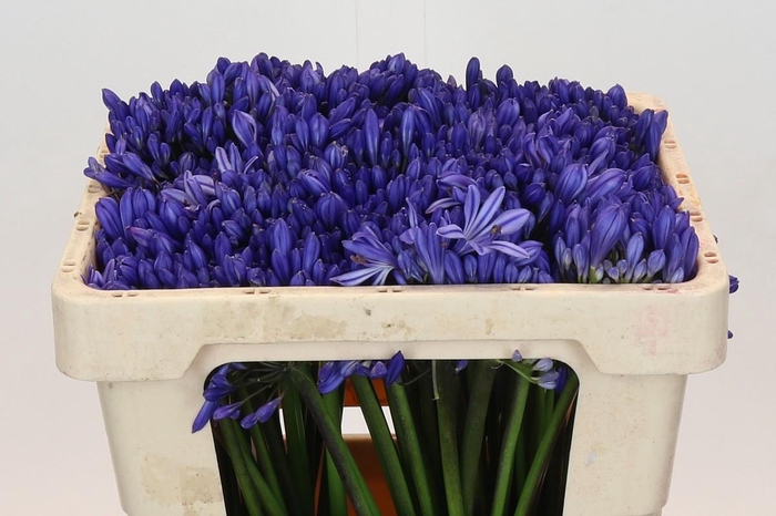 <h4>Agapanthus EYFORI Blue</h4>