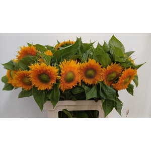 HELIAN ANNUUS SOLANO DOUBLE
