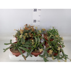 Crassula marnieriana