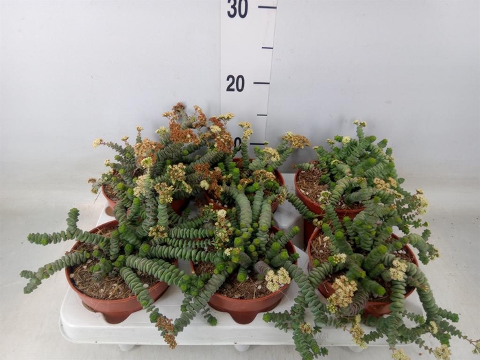 <h4>Crassula marnieriana</h4>