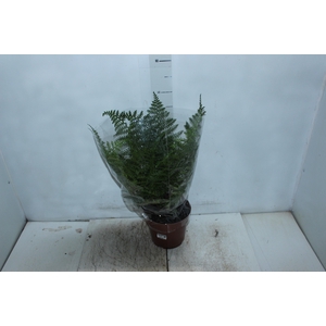 ASPLENIUM PARVATI P17