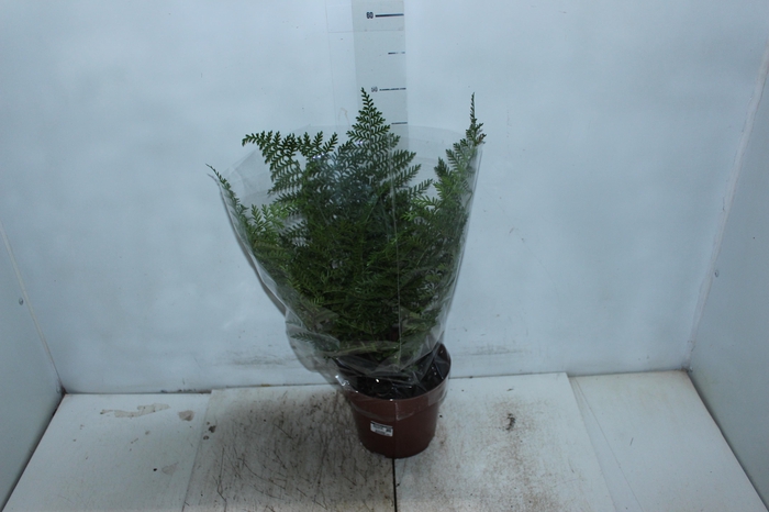 ASPLENIUM PARVATI P17