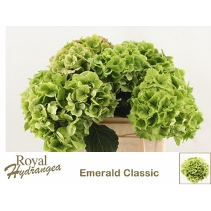 HYDR M MAG EMERAL CL