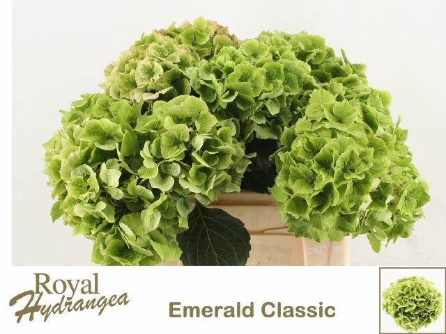 <h4>HYDR M MAG EMERAL CL</h4>