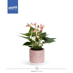 Anthurium - Karma Hotlips | Sierpot | Veenvrij