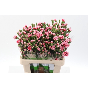 Dianthus TR 'Scarlette Plus'