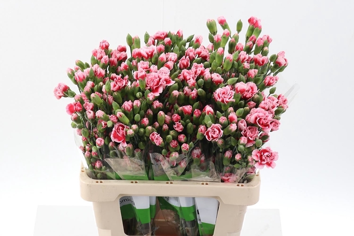 <h4>Dianthus TR 'Scarlette Plus'</h4>
