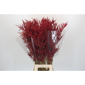 Bromelia Red Paloma