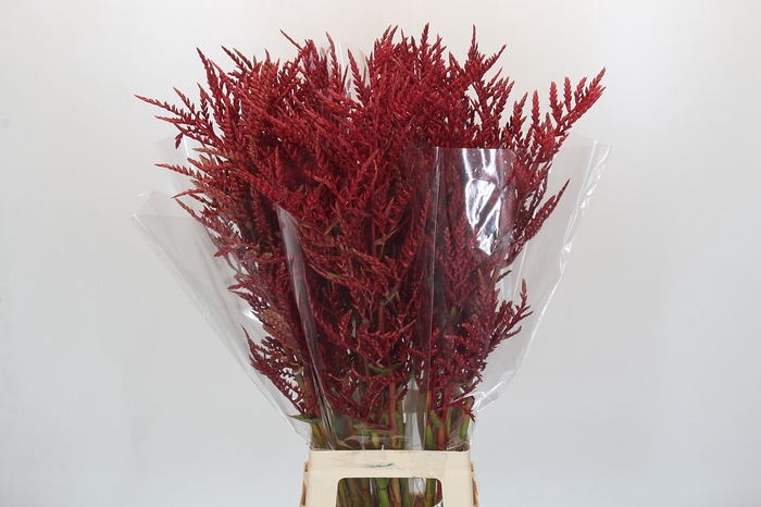 Bromelia Red Paloma