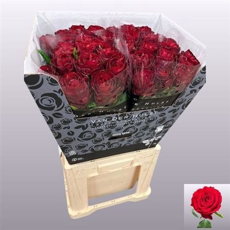 <h4>Rosa a grande fleur Anor!</h4>