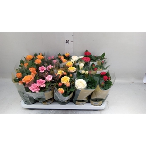 Rosa  'Kordana Grande'   ...mix