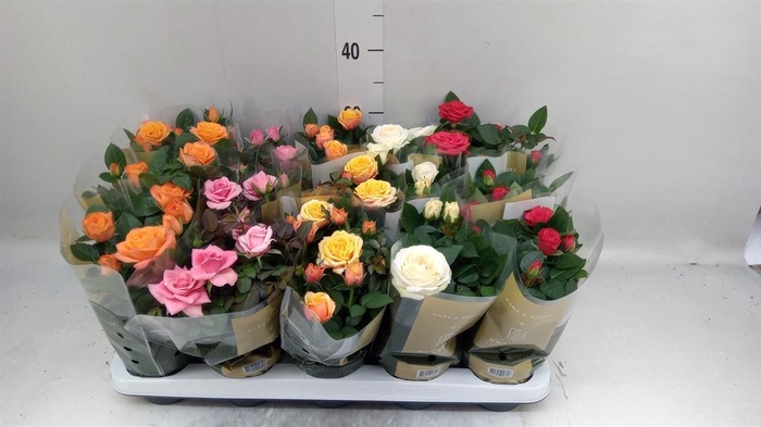 <h4>Rosa 'Kordana Grande' ...mix</h4>