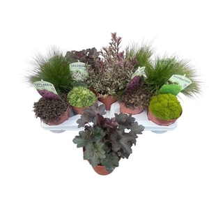 VASTE PLANTEN OV