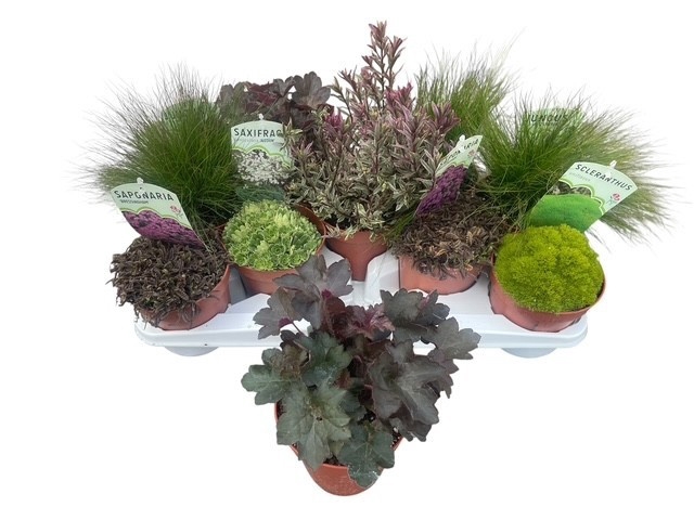 <h4>VASTE PLANTEN OV</h4>