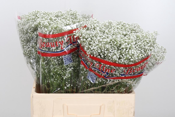 <h4>Gyps Million Star</h4>