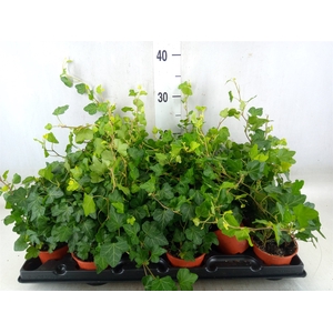 Hedera helix