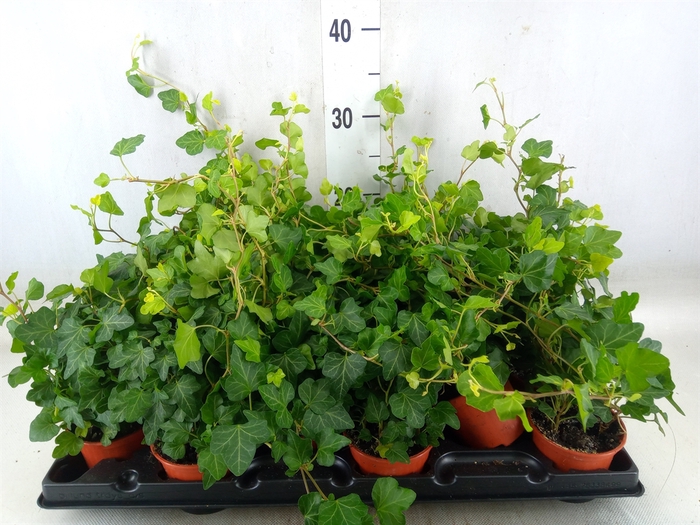 <h4>Hedera helix</h4>
