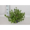 Schaal 26 Scaevola Trio