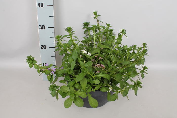 Schaal 26 Scaevola Trio