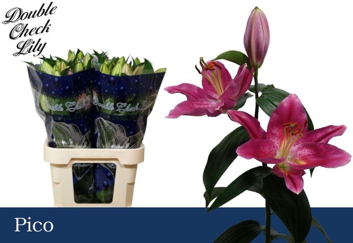 <h4>LI OR PICO 2+</h4>