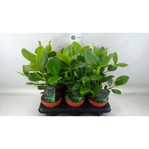 Clusia rosea 'Princess'