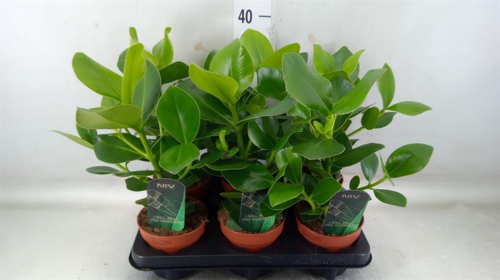 <h4>Clusia rosea 'Princess'</h4>