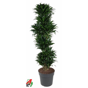 Dracaena Compacta