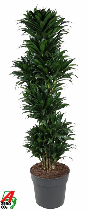 <h4>Dracaena Compacta</h4>