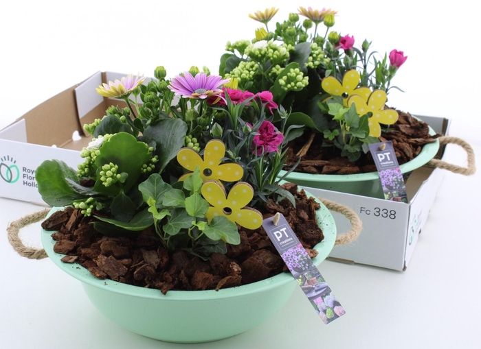 <h4>ARR TUINPLANTEN</h4>