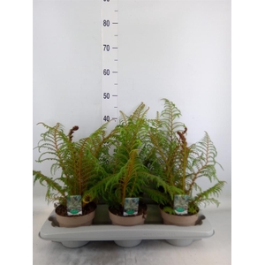 Cyathea tomentosissima