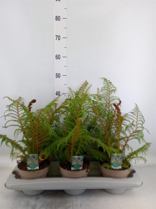 <h4>Cyathea tomentosissima</h4>