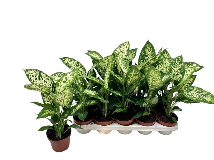 <h4>Dieff Compacta</h4>