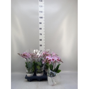 Phalaenopsis multi. 'Ant Antwerp'