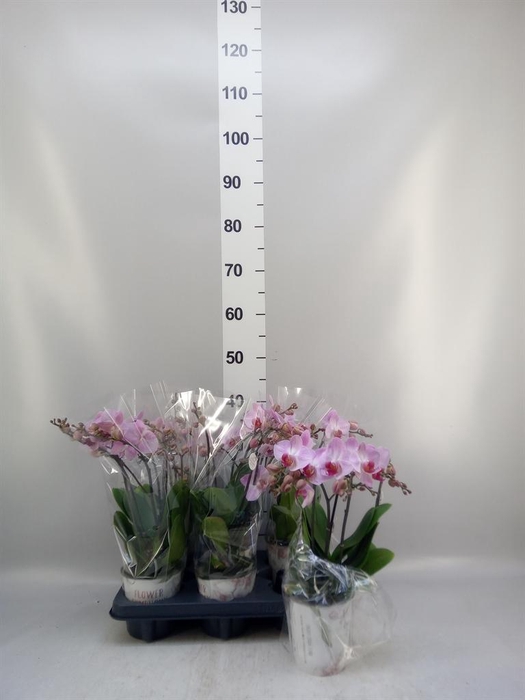 <h4>Phalaenopsis multi. 'Ant Antwerp'</h4>