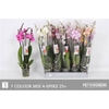 Phal Gem 7 Kl