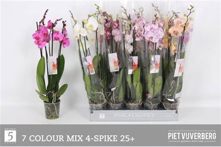 Phal Gem 7 Kl