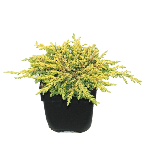 <h4>Juniperus communis 'Goldschatz' P17</h4>