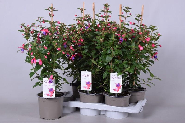<h4>Fuchsia Bella Fuchsia Susanna Suzanne</h4>