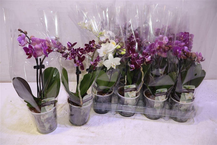 <h4>Phal Gem</h4>