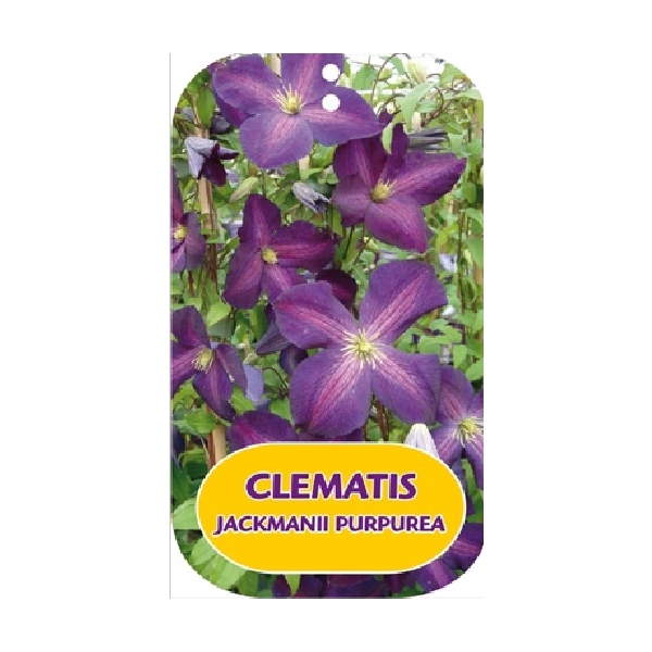 <h4>Clematis JACKMANII PURPUREA 'Zojapur' PBR & PP</h4>
