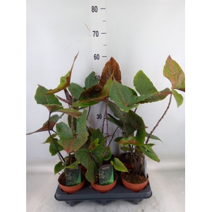 Cyrtosperma johnstonii