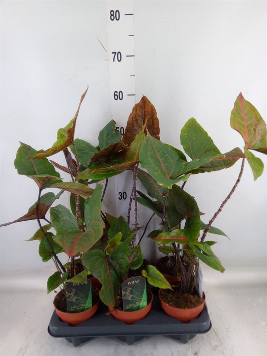 <h4>Cyrtosperma johnstonii</h4>