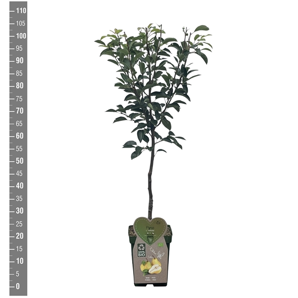 <h4>BIO-Pyrus c. Williams Patioboom</h4>