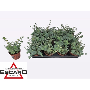 SEDUM SI MEDIOVARIEG