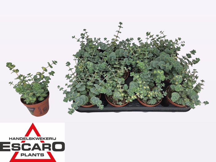 <h4>SEDUM SI MEDIOVARIEG</h4>