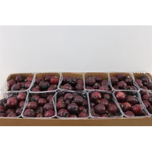 Sier Granaatappel Black X15 P Box