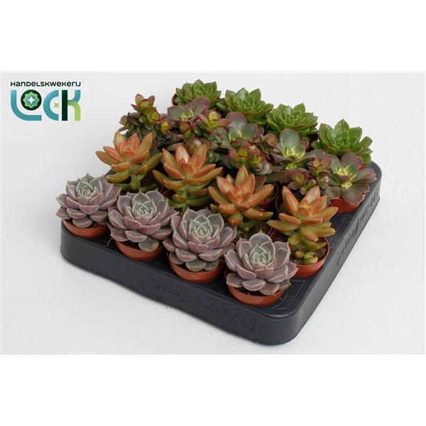 <h4>Succulenten Herfst Mix</h4>