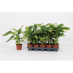 Calathea overig